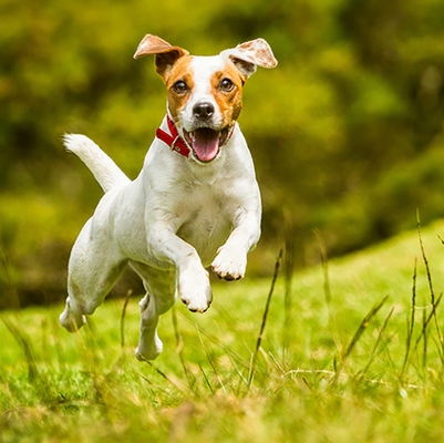 Produit nutritionnel de santé d'animal familier de soin de supplément de poudre blanche d'OEM
