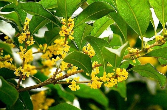 Remplacement sain de feuilles organiques naturelles pour le thé noir d'Osmanthus de thé
