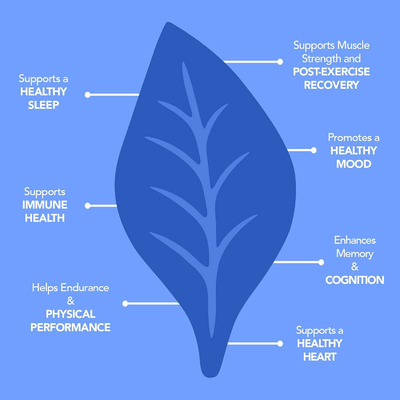 Les suppléments nutritionnels Ashwagandha des hommes d'OEM plus la vitamine gommeuse de magnésium gommeuse