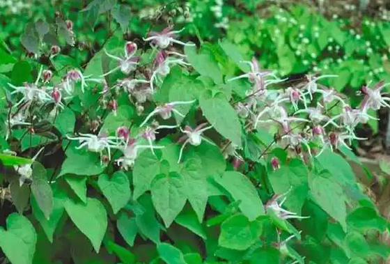 Le collagène de biotine de marque de distributeur laisse tomber l'OEM corné de semaine de chèvre d'Epimedium