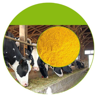 Suppléments nutritionnels pour femmes à l'huile de vitamine E pour la santé des hommes et des femmes